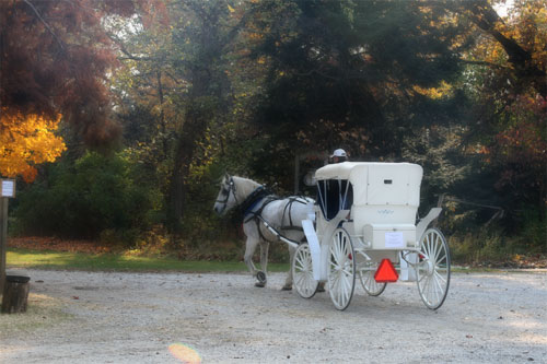 Horse-drawn carriage rides at Hensler's