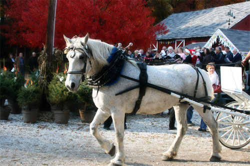 Horse-drawn carriage rides at Hensler's