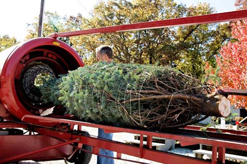 Shake and Bail Your Christmas Tree