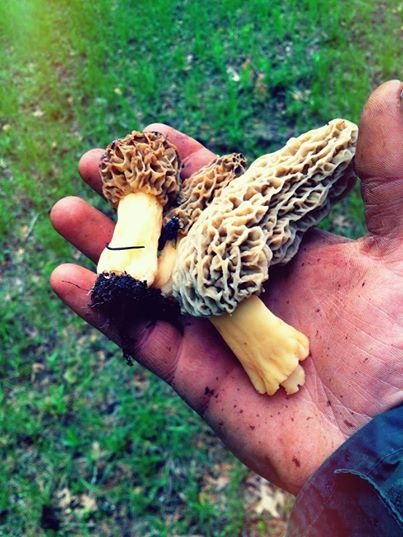 Morel Mushrooms