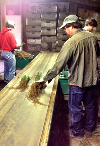 Sorting Seedlings at Hensler's