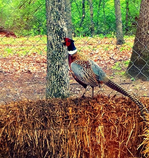 Ring-necked pheasant at Hensler Nursery