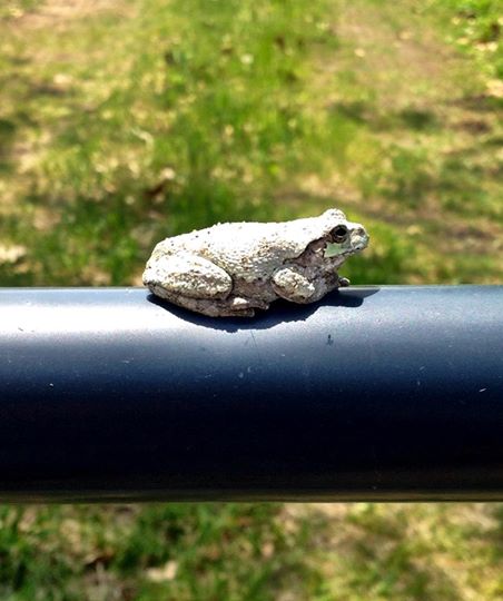 Toad sunning himself
