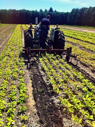 Clearing weeds from our seedling beds