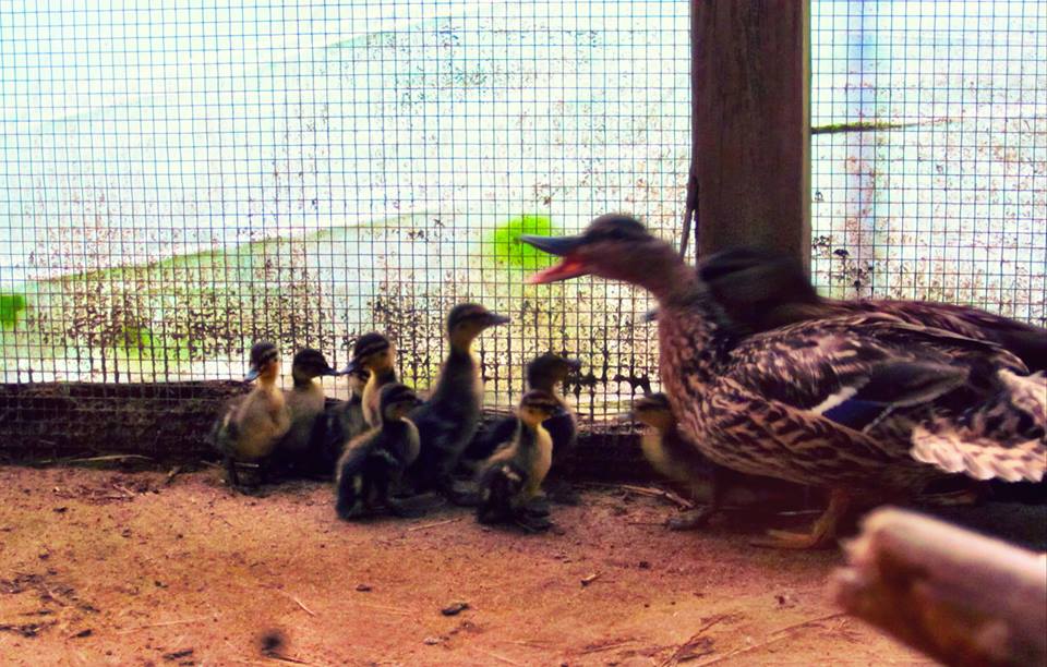 Mallards chicks are growing