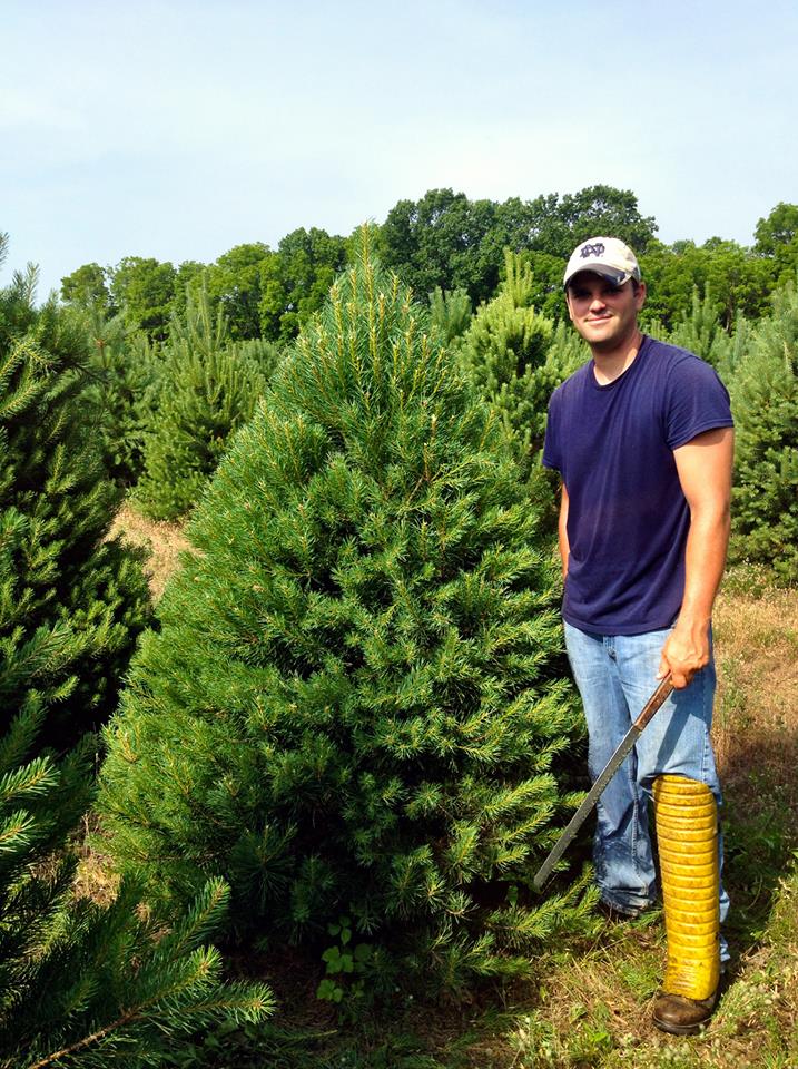 Shearing the Scotch Pine