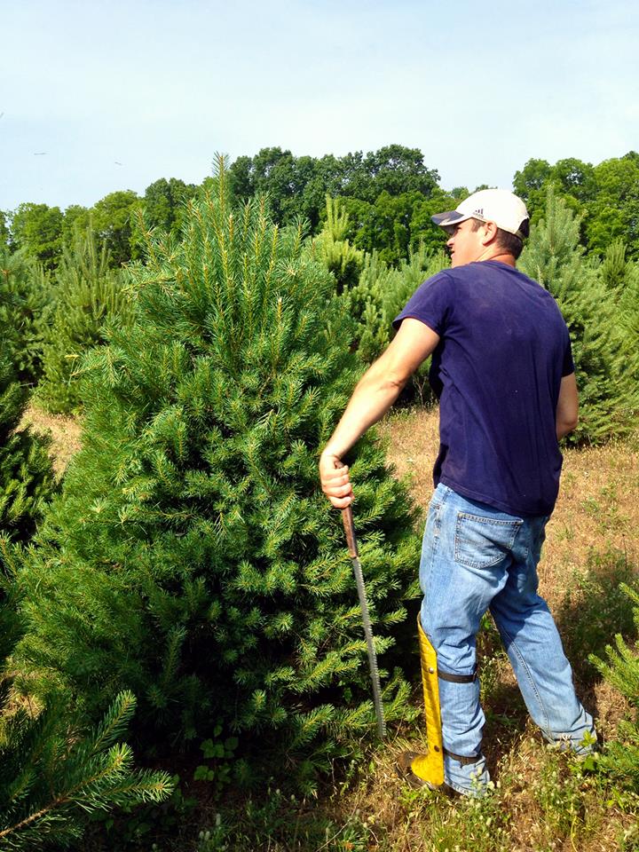 Carefully shearing Scotch Pine at Hensler Nursery