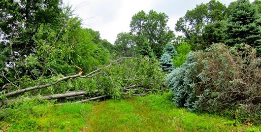 Downed trees after storm