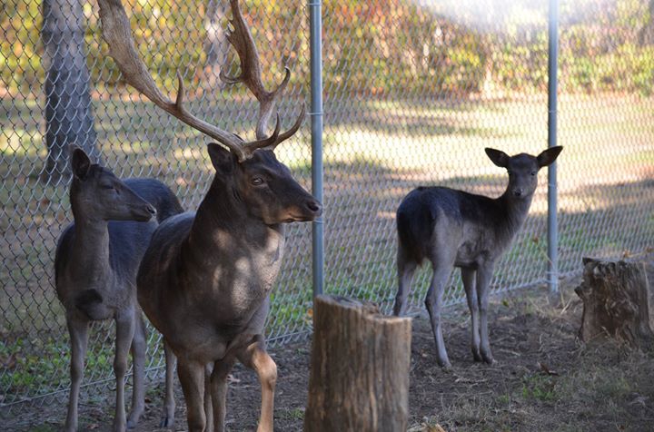 Reindeer at Hensler Nursery