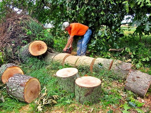 Clearing Trees after the storm