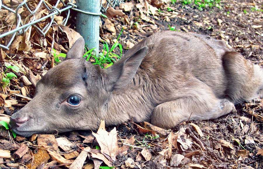 Newborn Reindeer at Hensler Nursery