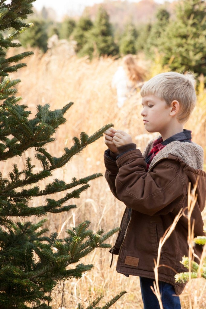 How long does a freshly cut Christmas tree last? | Hensler Nursery, Inc.