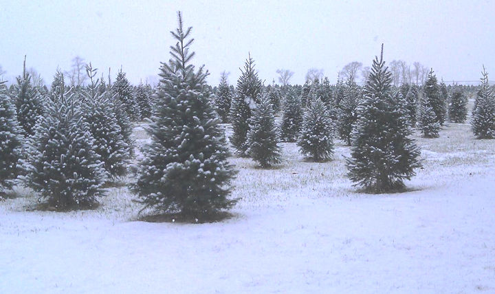 Christmas Tree Farm