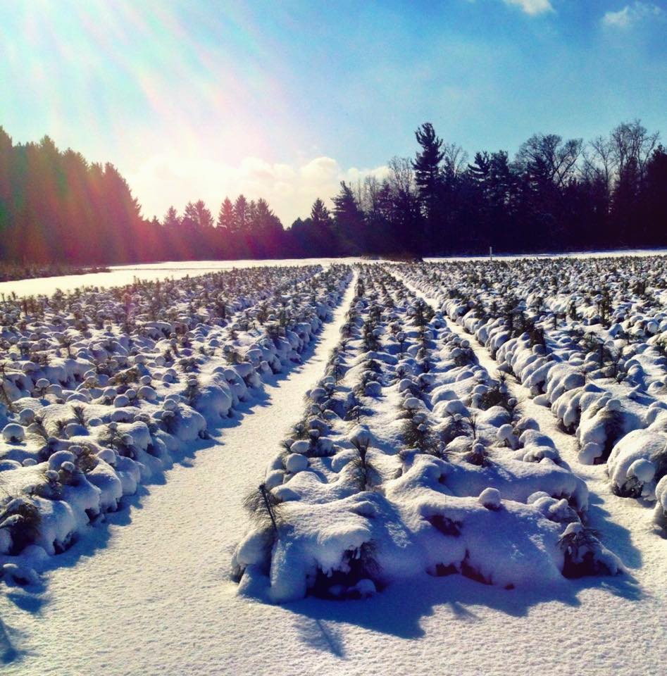 White Pine transplants covered in snow