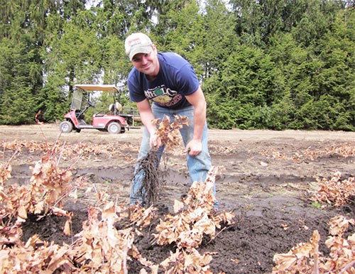 Joe Hensler and Red Oak Seedlings