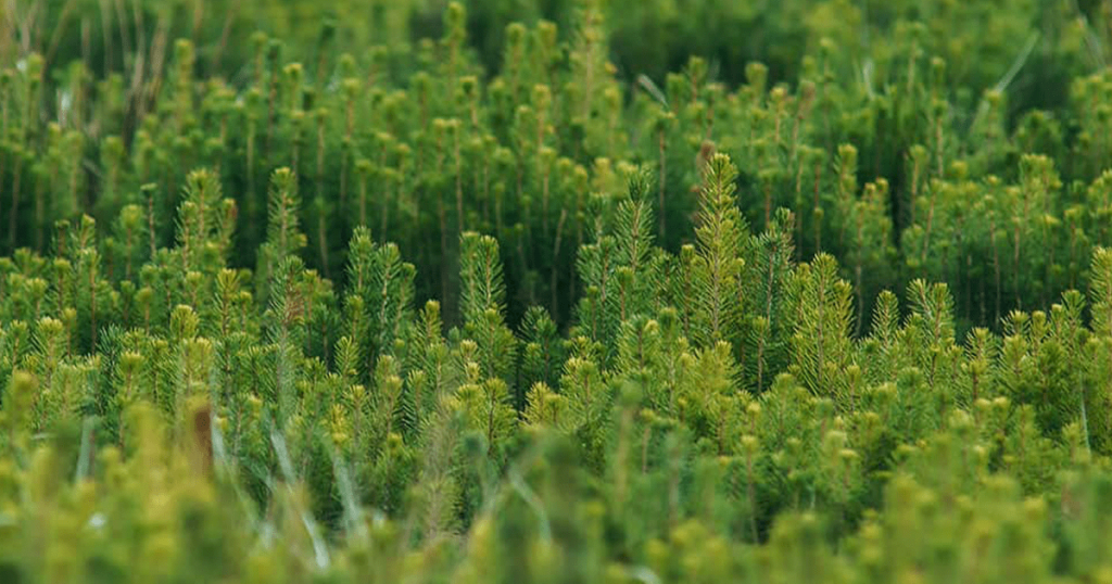 Tree Seedling and Transplant Price List Hensler Nursery, Inc.