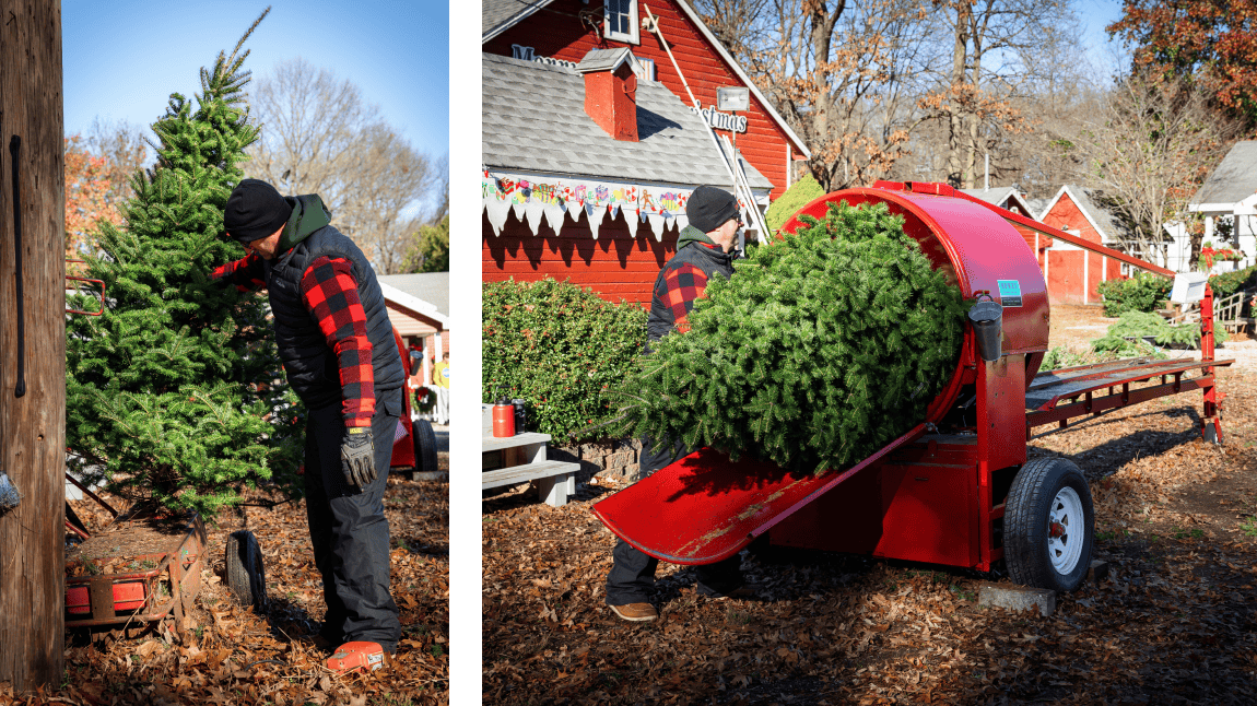 Shaking and bailing at Christmas tree at Hensler Nursery. Shaking and bailing at Christmas tree at Hensler Nursery.