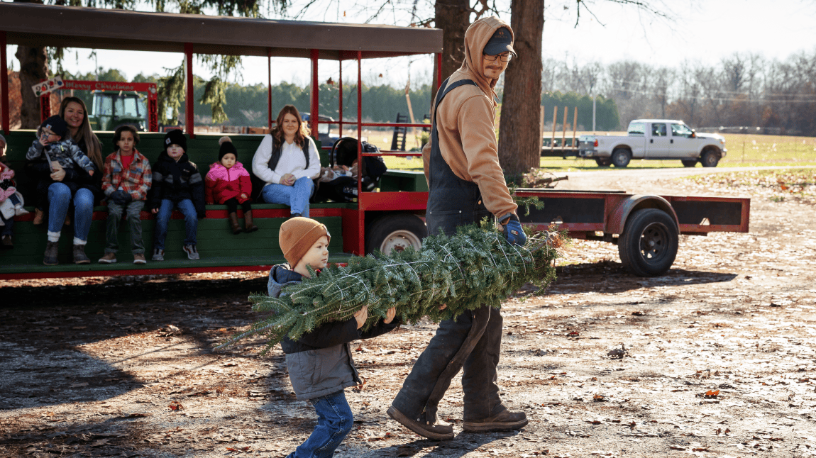 Father and young son carrying a bailed tree to the tractor pulled tram at Hensler Nursery. Father and young son carrying a bailed tree to the tractor pulled tram at Hensler Nursery.