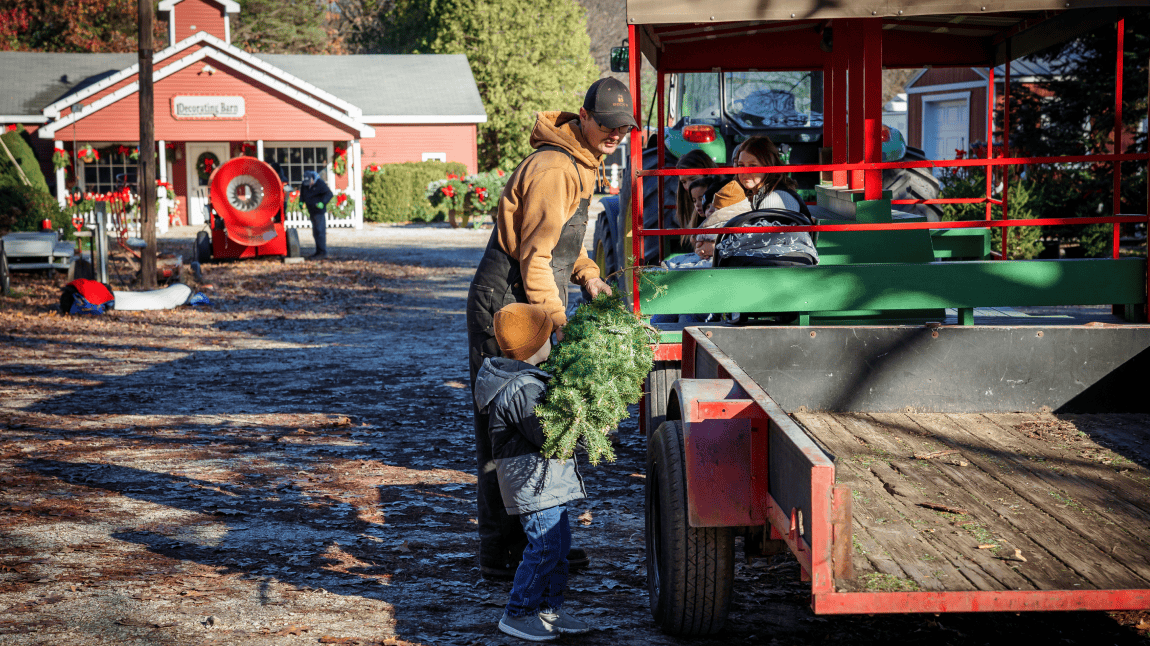 Father and young son loading a bailed tree to the tractor pulled tram at Hensler Nursery. Father and young son loading a bailed tree to the tractor pulled tram at Hensler Nursery.