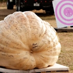 pumpkin-drop-2010_020