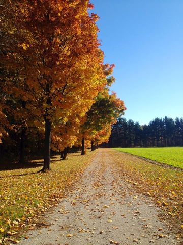 Maple Trees at Hensler's