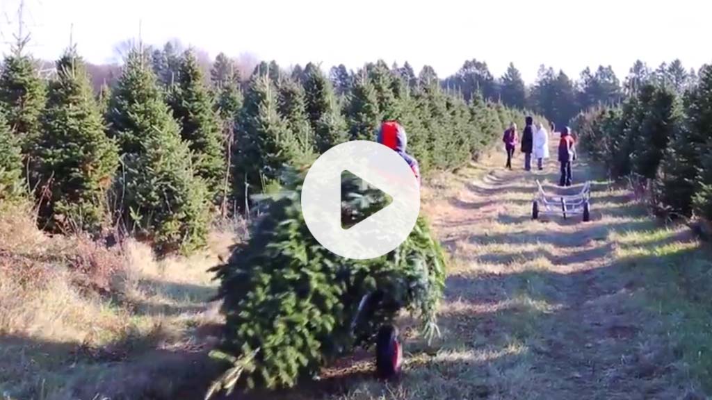 Video family cutting down Fraser Fir at a Christmas tree farm