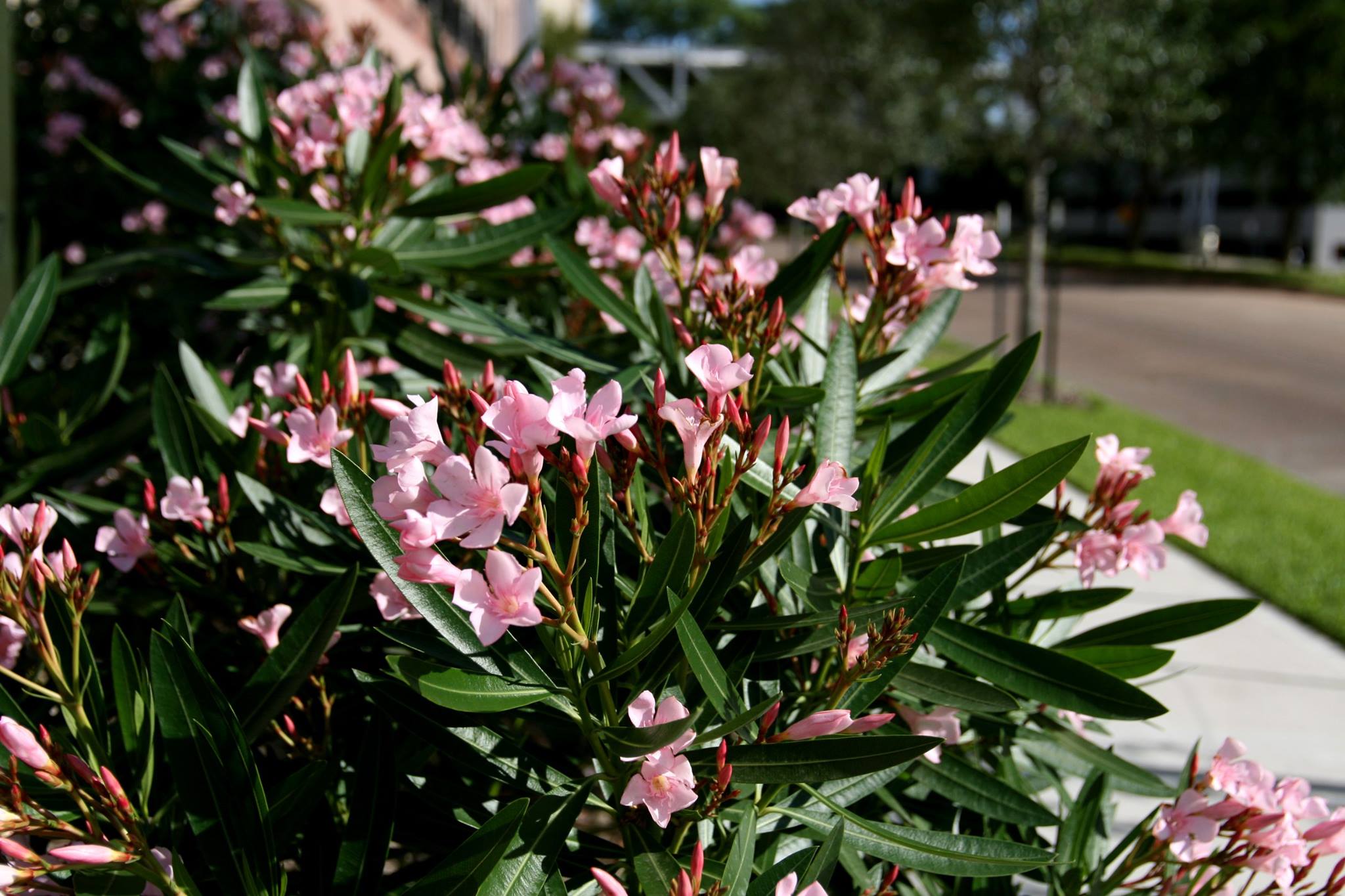 Blooming flowers
