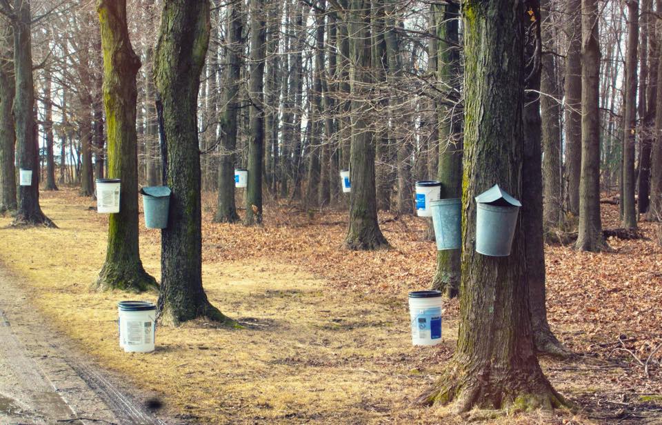 Tapping trees for maple syrup