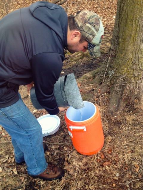 Collecting Maple Syrup