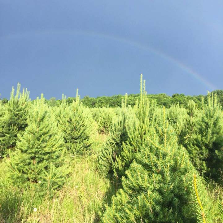 Rainbow over Scotch pine field