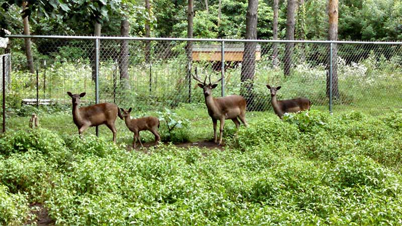 Hensler Deer Family