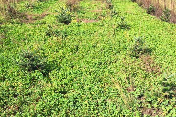 Dutch White Clover