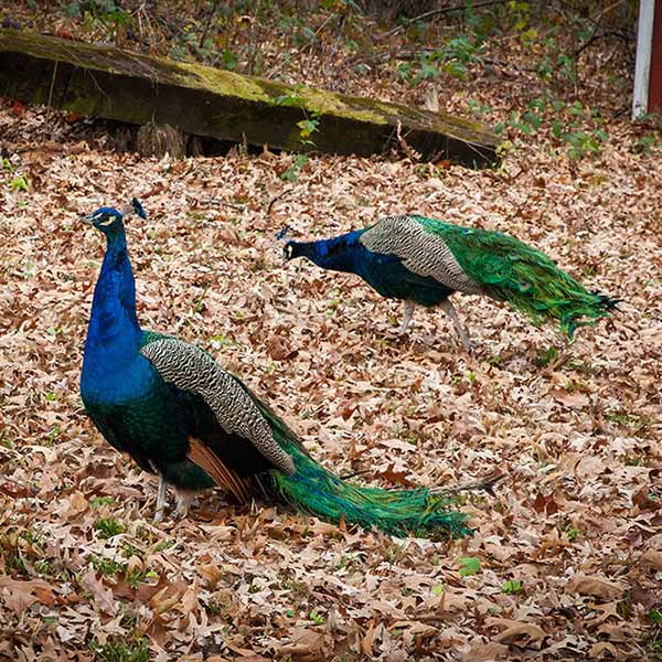 Peacocks