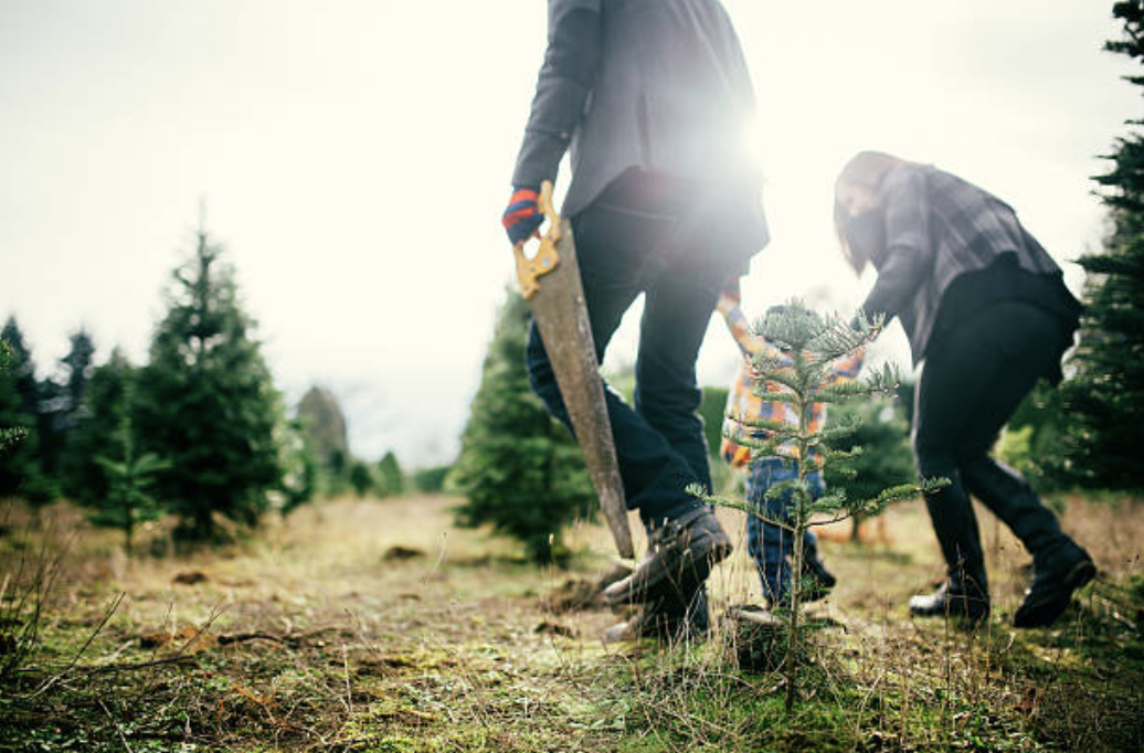 Cut your own Christmas Tree at Hensler's
